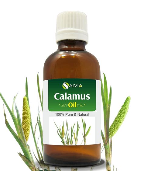 Amazon.com: Calamus Oil (Acorus Calamus) Therapeutic Essential Oil by ...