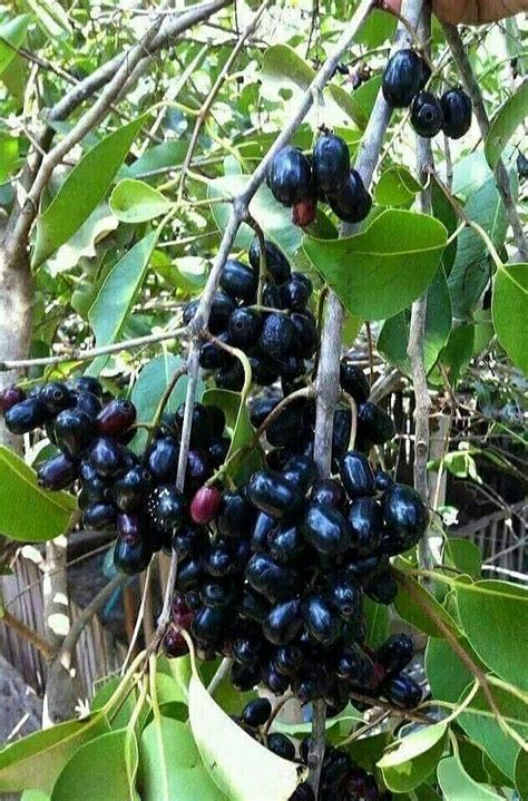 Duhat (Java Plum) tree & fruit | Meyve ağaçları, Meyve, Sebzeler