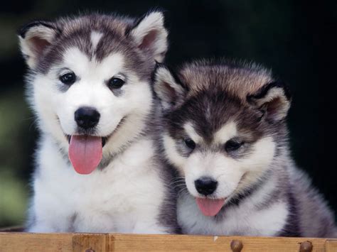 Siberian Husky Puppies - Animals Wallpapers