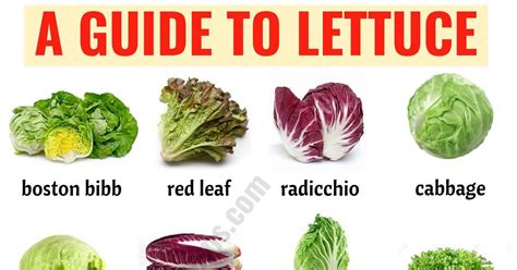 Types of Lettuce: 21 Different Lettuce Types with ESL Picture - ESL Forums