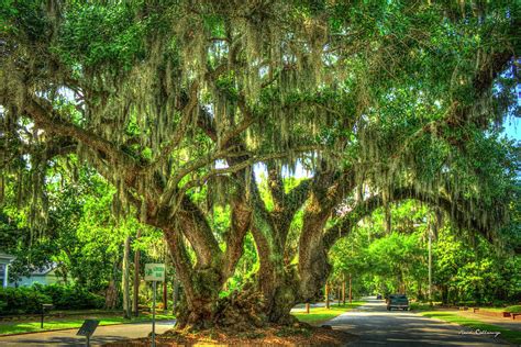 Lovers Oak Live Oak Tree Brunswick Georgia Art Photograph by Reid ...