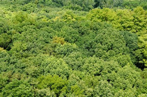 Forest Canopy As Seen From Above Stock Photo - Image: 21408850