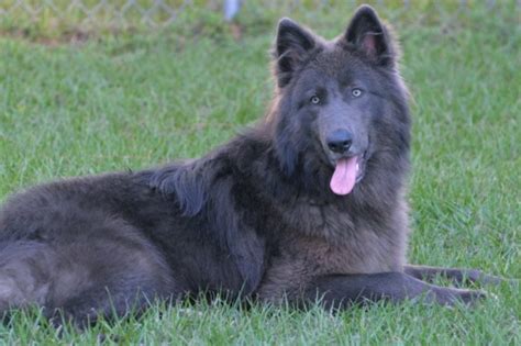 Blue Bay Shepherd: everything about this mixed breed - DogsPlanet.com