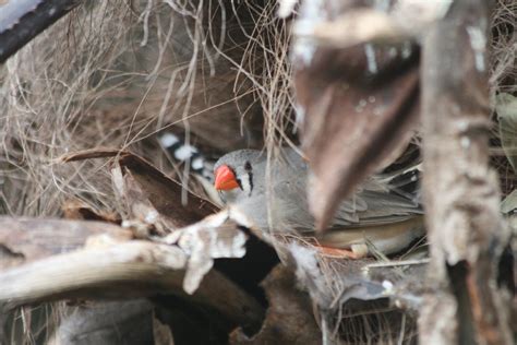 Zebra Finch female nesting in palm - ZooChat