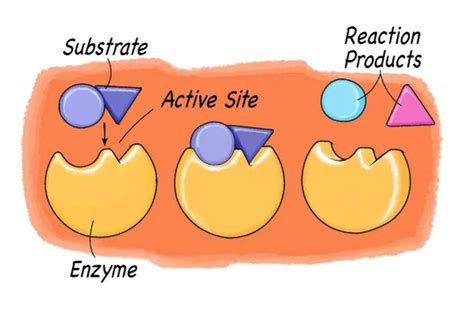 5.1. Enzymes | Biology Notes for IGCSE 2014 & 2024