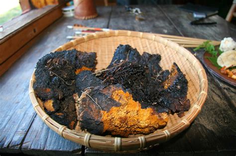 Offers to Raven: Guide to Chaga Harvesting and Preparation