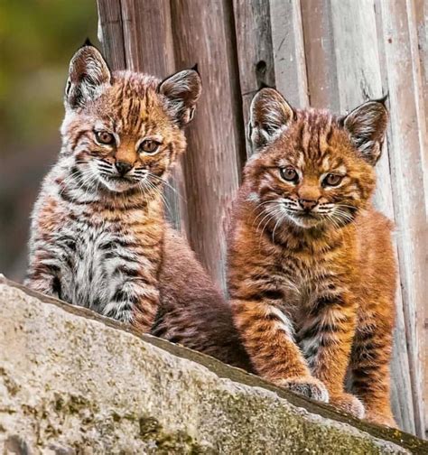 🔥 Two gorgeous bobcat cubs : NatureIsFuckingLit Crazy Cats, Big Cats ...