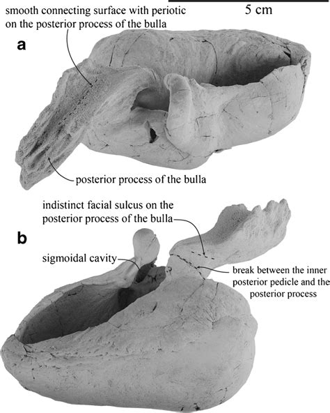 Right tympanic bulla and the posterior process of Horopeta umarere... | Download Scientific Diagram