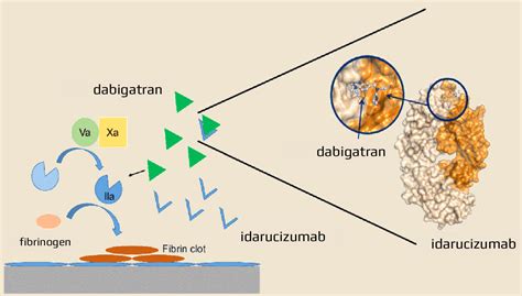 Praxbind (idarucizumab) | STROKE MANUAL