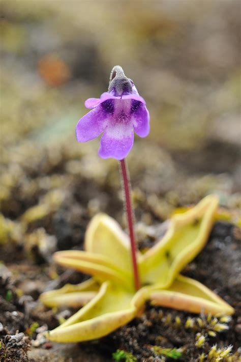 How to Grow and Care for Butterworts | Gardener’s Path