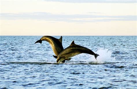 Nature & Wildlife in Aberdeenshire