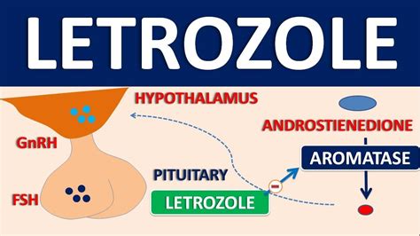 Letrozole - Mechanism, side effects, precautions and uses - YouTube