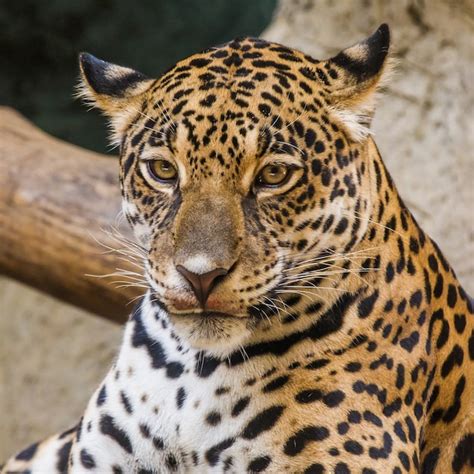 Premium Photo | Leopard face close up