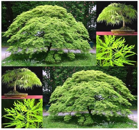 10 x Green Lace Leaf Japanese Maple - ACER palmatum matsumurae ...