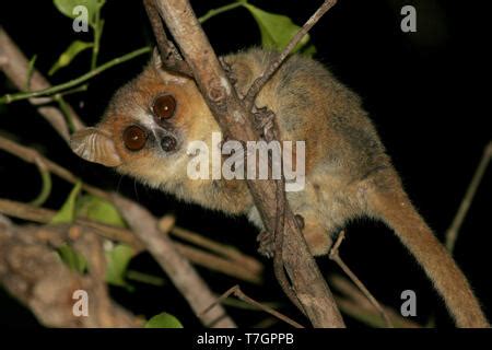 Golden-brown Mouse Lemur (Microcebus ravelobensis) adult on branch at Stock Photo - Alamy