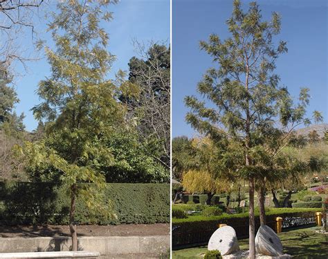 Grevillea robusta | Landscape Plants | Oregon State University