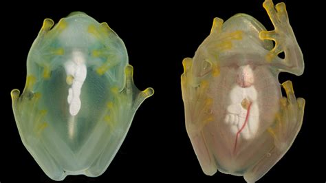 A transparent frog hides its red blood cells while sleeping : NPR