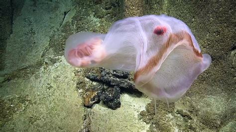 Incredible ROV Footage of Translucent Shape Shifting Deepstaria Jelly ...