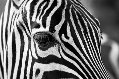 Zebra Stripes Pictures, Photos, and Images for Facebook, Tumblr, Pinterest, and Twitter