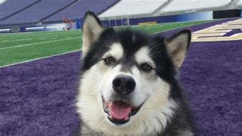 UW looking for puppy caretaker for Dubs II | king5.com