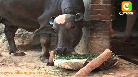 Buffalo Milk in India - YouTube