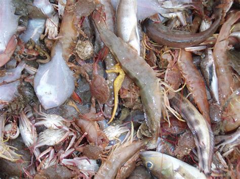 Trawl Bycatch [IMAGE] | EurekAlert! Science News Releases