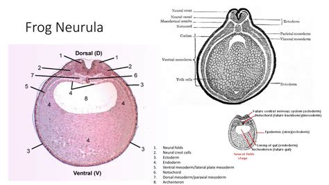 PPT - Embryology Pics PowerPoint Presentation, free download - ID:2007761