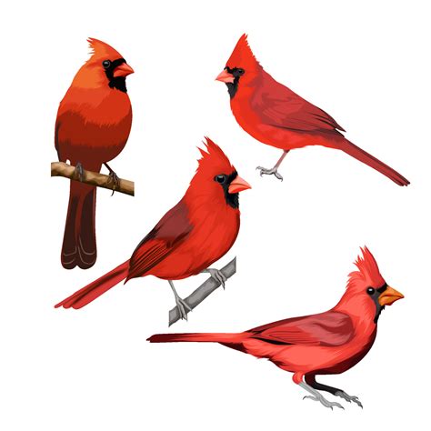 Cardinal bird vector bundle 13348122 Vector Art at Vecteezy