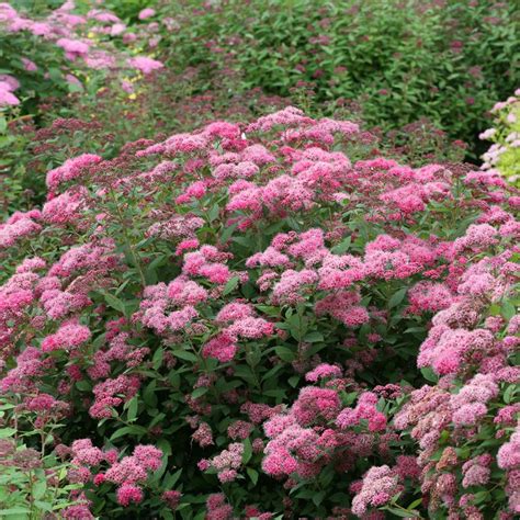 Double Play Pink Spiraea | Spring Meadow - wholesale liners - Spring Meadow Nursery