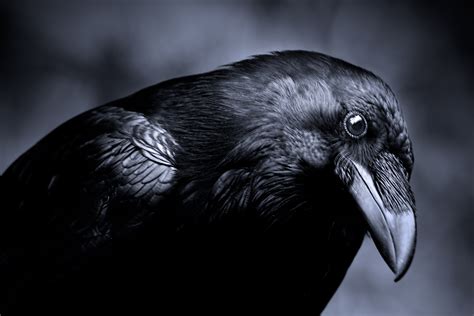 Ravens can plan ahead and barter for food - Cosmos Magazine