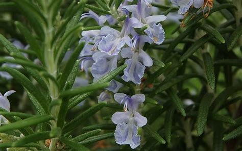 Buy Arp Rosemary Plants | FREE SHIPPING | Wilson Bros Gardens | 6-Pack ...