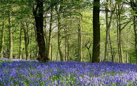 Bluebells Forest - Wallpapers,Backgrounds,Pictures,Photos,Laptop Wallpapers | Bluebells, Forest ...