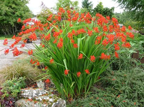 CROCOSMIA 'LUCIFER' (Montbretia) | Spring flowering bulbs, Bulb flowers ...