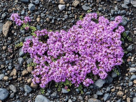 Amazon creeping thyme ground cover - sekaip