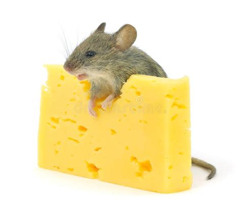 Mouse and cheese. Cheese and grey mouse on white , #spon, #Cheese, # ...