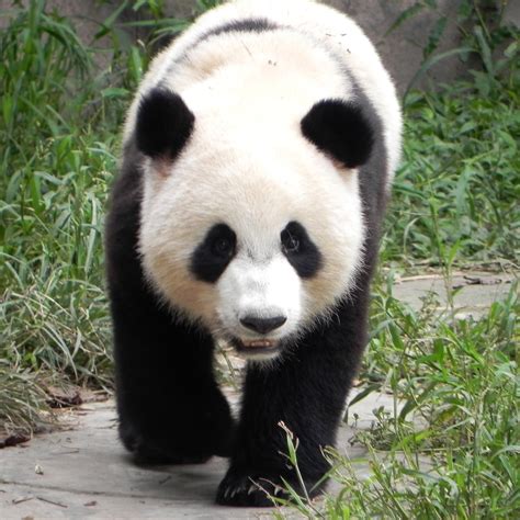 🔥 Free download Giant pandas videos [2736x2736] for your Desktop ...