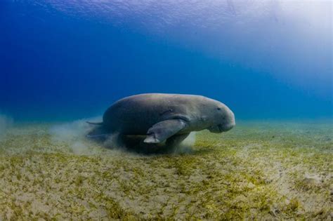 Dugong | Seagrass-Watch