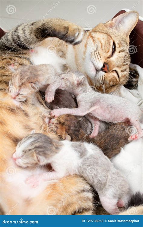 The Mother Cat is Nursing Newborn Kitten. Stock Image - Image of life ...