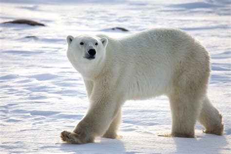 The Polar Bear | Amazing Animal Informative Facts | WildLife Of World