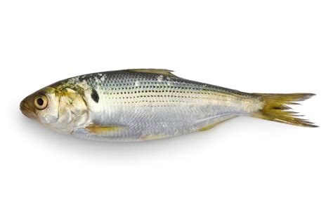 Can You Eat Shad? - Fishmasters.com