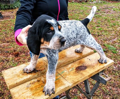 Red Haired Blue Tick Hound Puppies - Puppy And Pets