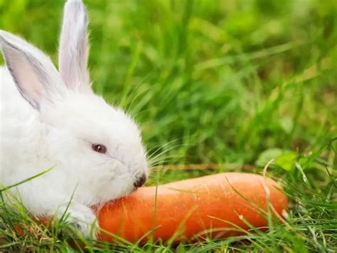 Can Rabbits Eat Carrots? Rabbit Guide 2024 - Rabbit Insider