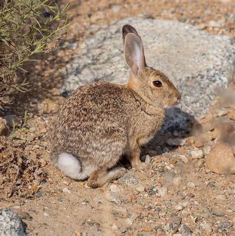 Desert Cottontail Facts: Animals of North America - WorldAtlas