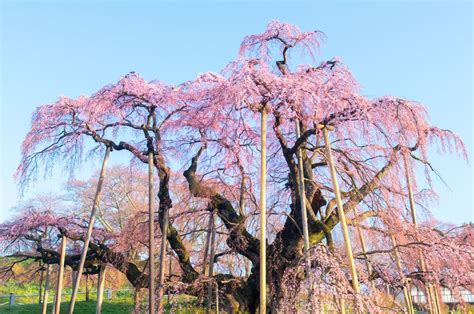 1,000-Year-Old Cherry Tree Blooms in Japan