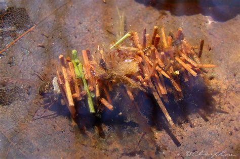 The Ornate Protective Cases of Caddisfly Larvae » TwistedSifter