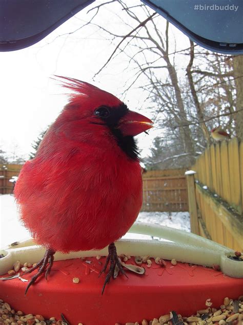 Floof birb of redness! : r/BirdBuddy