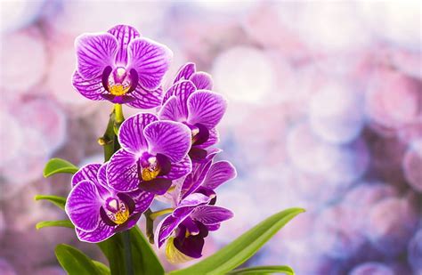 Pretty orchids, pretty, orchids, lovely, purple, background, flowers ...