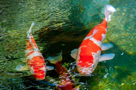 Japanese Garden With Koi Fish Stock Photo Download Image Now Pond, Koi ...