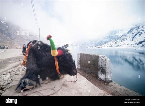 Beautiful yak at Tsomgo Lake Stock Photo - Alamy