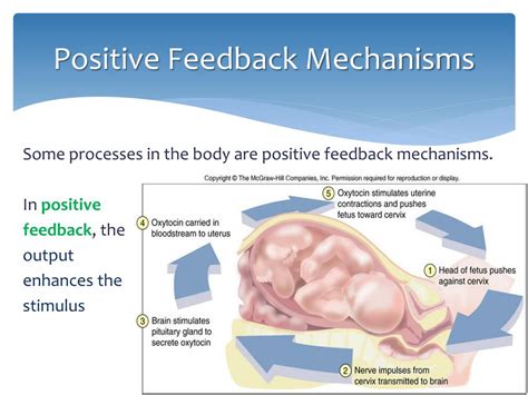 PPT - Homeostasis PowerPoint Presentation, free download - ID:5362923